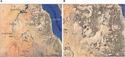 Genetic Diversity and Population Structure of Medemia argun (Mart.) Wurttenb. ex H.Wendl. Based on Genome-Wide Markers